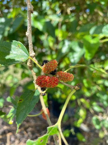 Mulberry Dwarf Everbearing Tree